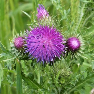 Factory Supply Pure Natural Silymarin Milk Thistle Extract
