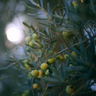 Фабрички снабдување топла продажба Чист природен прав од маслиново лист