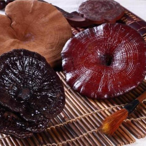 Cheapest Factory Milk Thistle Vitamin - Factory Supply Pure Natural Reishi Ganoderma Lucidum Extract – Times detail pictures