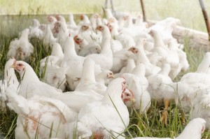 Pemeriksaan Daging dan Ayam