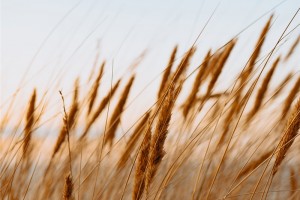 Ispezioni, test e audit del grano