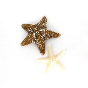 Spalvinga Starfish žvakė vakarėliams ir namų dekoravimui