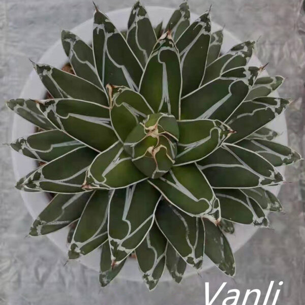 Natural plant agave the best indoor bonsai Featured Image