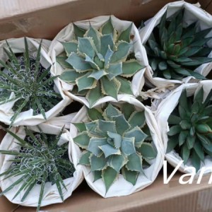 Natural plant agave the best indoor bonsai