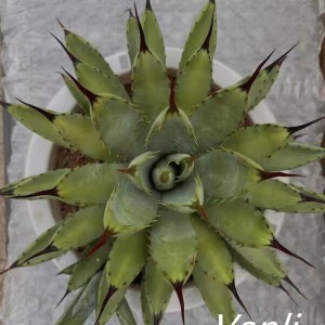 Natural plant agave the best indoor bonsai