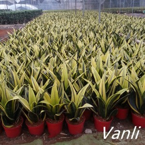 Top quality sansevieria golden flame