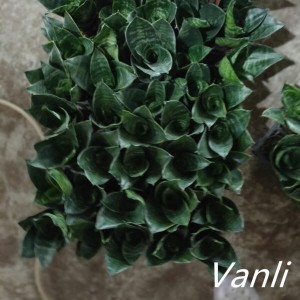 Green Hahnii for indoor potted plant