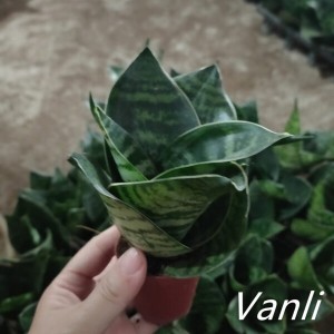 Green Hahnii for indoor potted plant