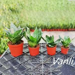 Hot New Products Large House Plants - Green Hahnii for indoor potted plant  – Vanli