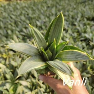 Easy care plant Grey Hahnii  sansevieiria trifasciata