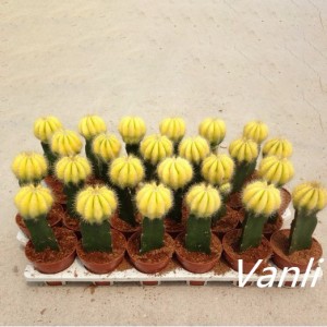 Grafted cactus decoration colorful bonsai