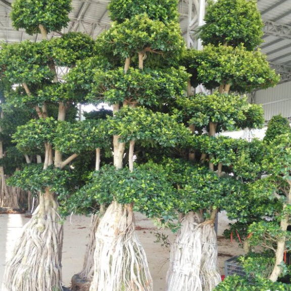 Ficus macrocarpa bonsai tree Featured Image