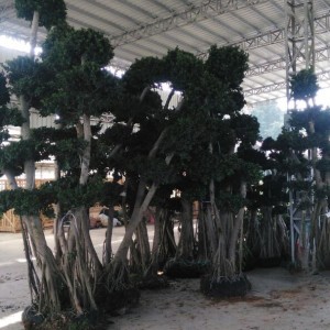 Ficus macrocarpa bonsai tree