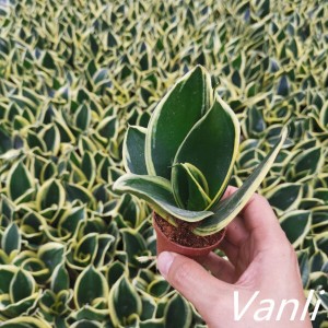 Snake plant Lotus Hahnii for indoor plants