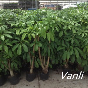 China wholesale Queensland Umbrella Tree - Schefflera microphylla Merr in pot   – Vanli