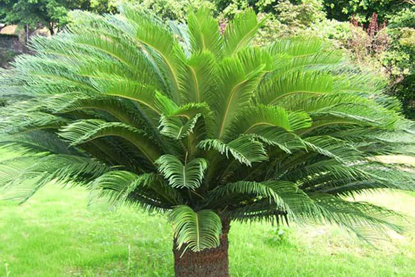 Sago Palm is a member of an ancient plant family known as Cycadaceae, dating back 200 million years ago.