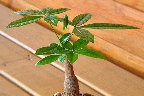 Keeping Your Money Tree Healthy