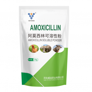 Púdar Intuaslagtha Amoxicillin