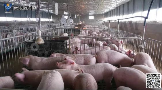 بحث حول أداء نمو تسمين الخنازير باستخدام ALLIKE (مستخلص الزيت العطري النباتي)