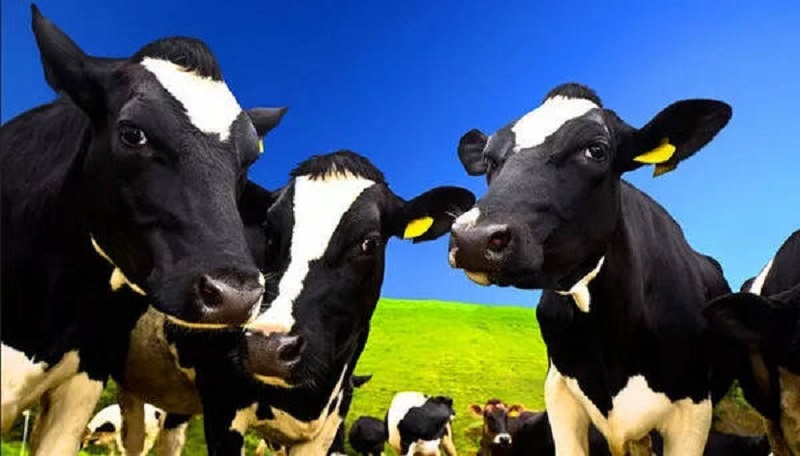 Com augmentar la producció de llet a les vaques lleteres?