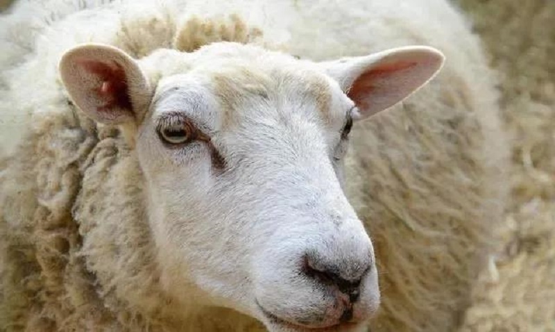 What should we do if the sheep’s feed intake declines or does not eat?