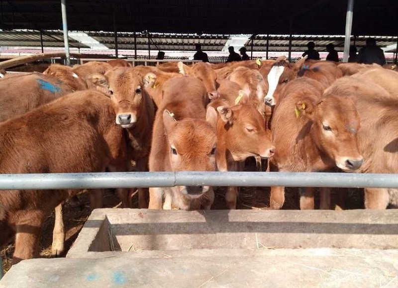 ضرر الأبقار والأغنام بعد تناول الذرة المتعفنة ، وإجراءات الوقاية