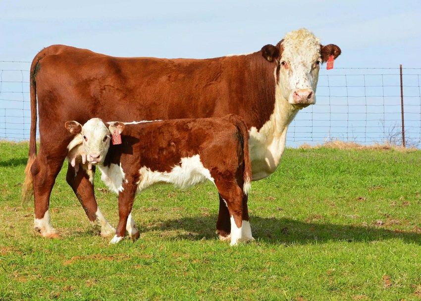 12 punts per mantenir una bona vaca reproductora