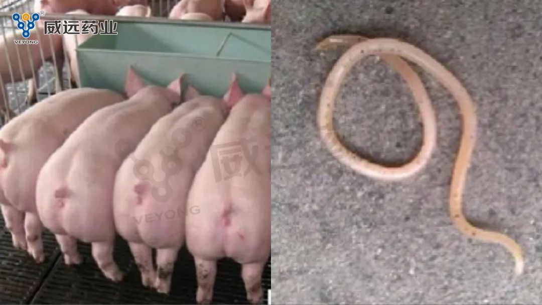Nyckelpunkter och försiktighetsåtgärder för avmaskning av grisfarmer på vintern