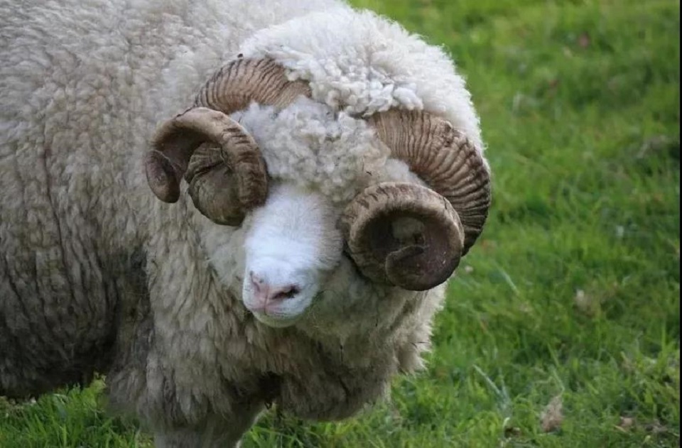 Ukuran ngalawan réspon stres tina vaksin kasakit suku-na-sungut sapi jeung domba