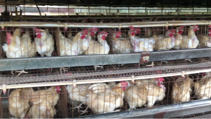 Faror och kontrollåtgärder för kycklingbandmask