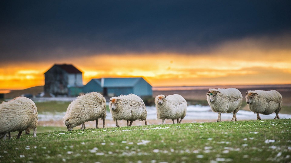 اس مسئلے کو کیسے حل کیا جائے کہ چرائی ہوئی بھیڑوں کے لیے چربی بڑھنا مشکل ہے؟