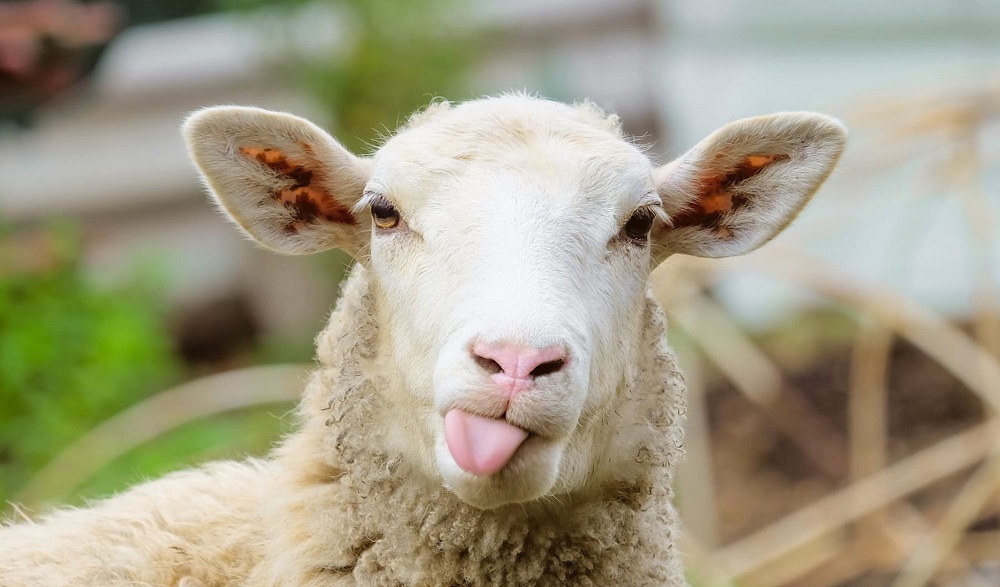 Prekosyon pou deworming bèt ak mouton nan sezon prentan