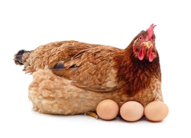 Taxa de posta d'ous i vitamines: hi ha una relació i quines vitamines donar a les gallines?