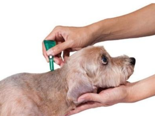 What causes allergic itch in dogs?
