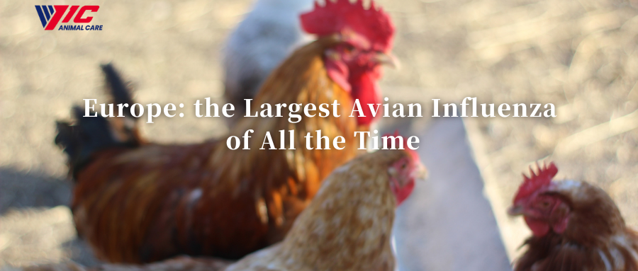 Europa: la più grande influenza aviaria di tutti i tempi.