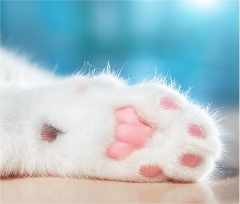 How to trim your kitten’s claws？
