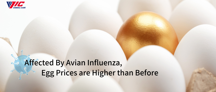 조류 인플루엔자의 영향으로 계란 가격이 이전보다 높아짐