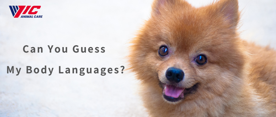 Розуміння мови тіла собаки