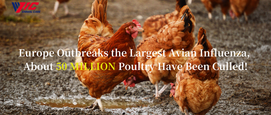 Europa bryter ut den största fågelinfluensan som drabbar 37 länder!Cirka 50 miljoner fjäderfä har slaktats!