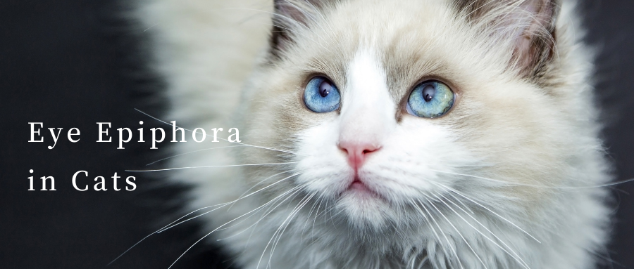 הפרשות עיניים (אפיפורה) אצל חתולים