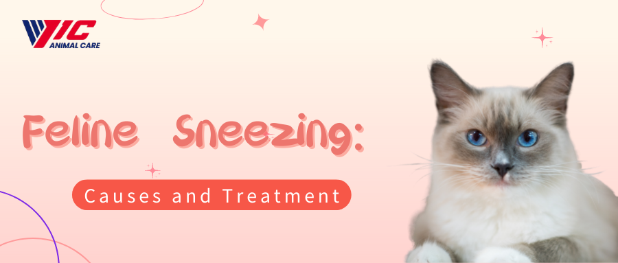 התעטשות חתולים: סיבות וטיפול