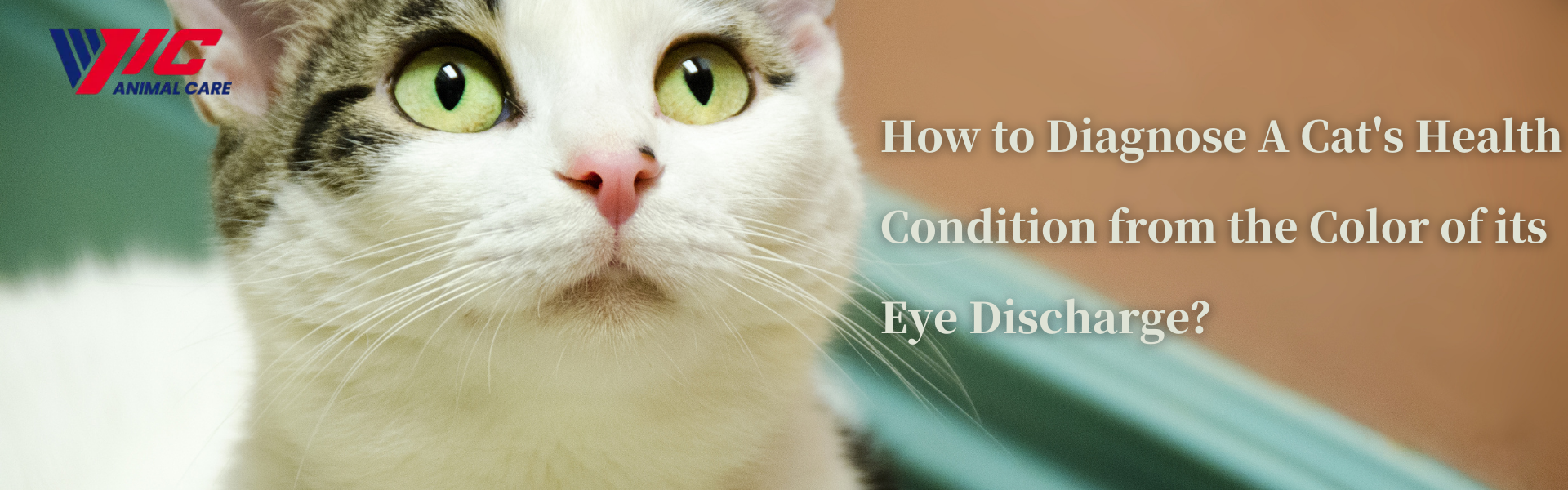 چگونه می توان وضعیت سلامت گربه را از روی رنگ ترشحات چشمش تشخیص داد؟