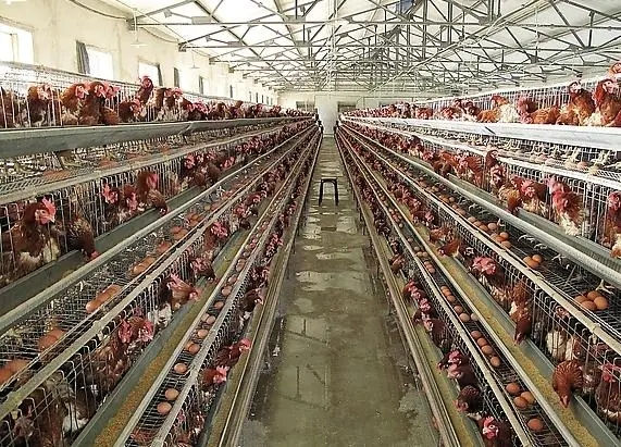 Good management of environment in poultry farm during spring