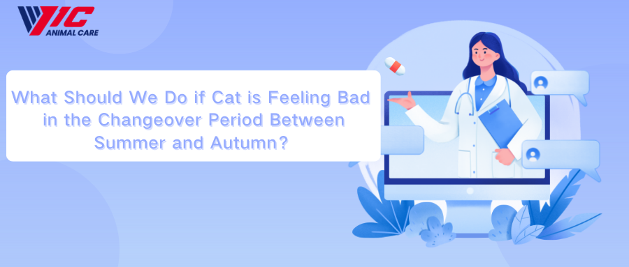 여름과 가을의 전환기, 고양이의 기분이 좋지 않다면 어떻게 해야 할까요?