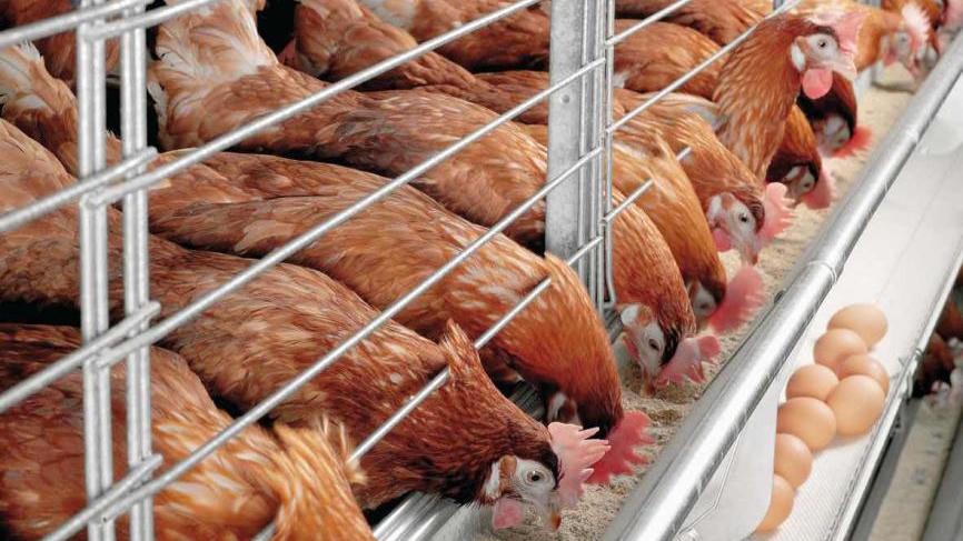 Hvordan øke motstanden for kyllinger innen høsten?