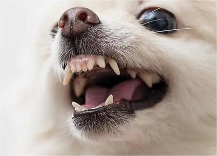 애완동물의 치아 관리를 개선하는 4가지 방법..