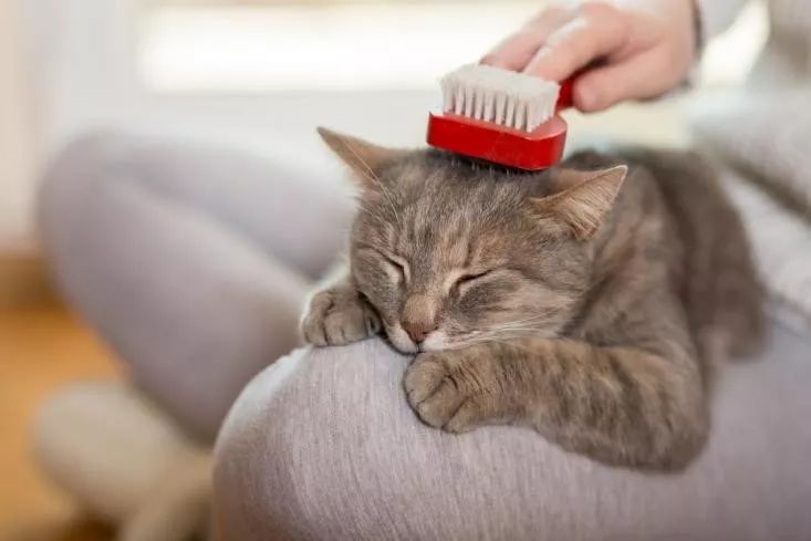 How to groom a kitten?