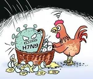 آنفولانزای مرغی