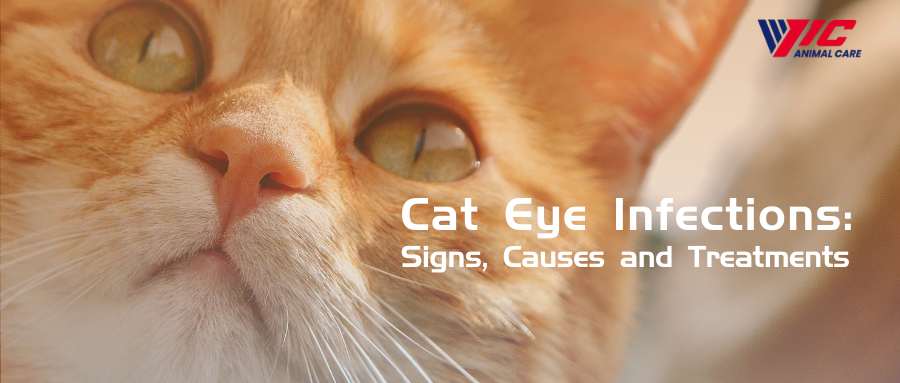דלקות עיניים של חתול: סימנים, גורמים וטיפולים