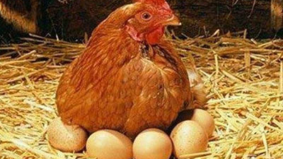 Tenyésztésirányítás: hogyan továbbítják a tojótyúkok IB-jét?Nézd meg az IB-t más szemszögből